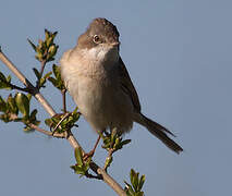 Common Whitethroat