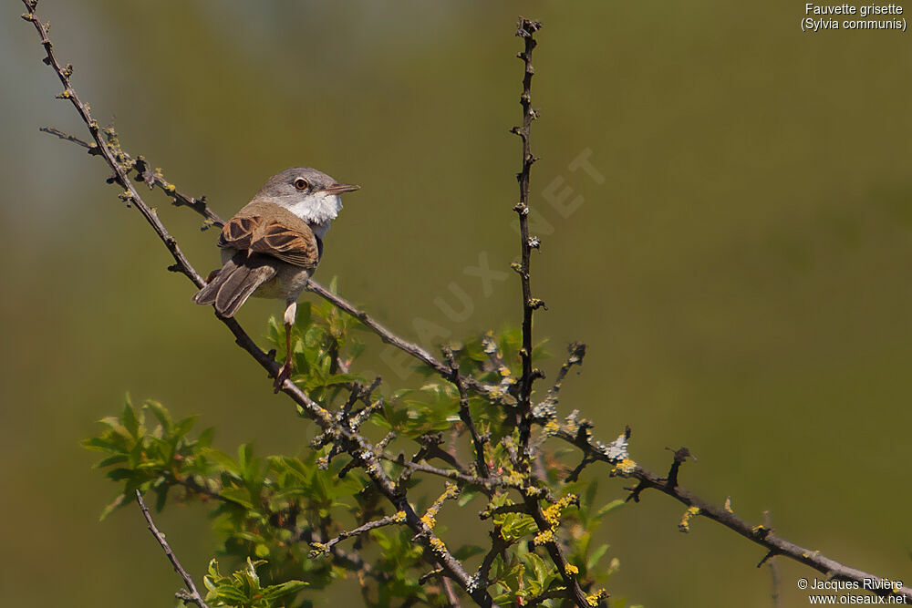 Fauvette grisette mâle adulte nuptial, identification