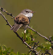 Common Whitethroat