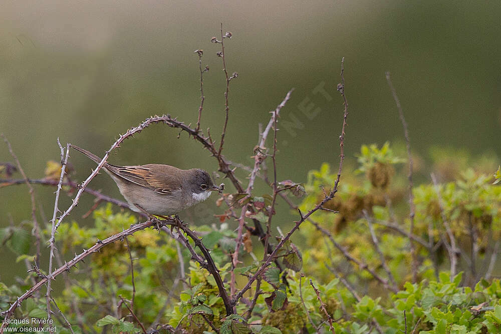 Fauvette grisette mâle adulte nuptial, habitat, mange