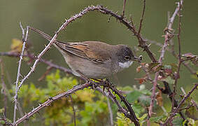 Common Whitethroat