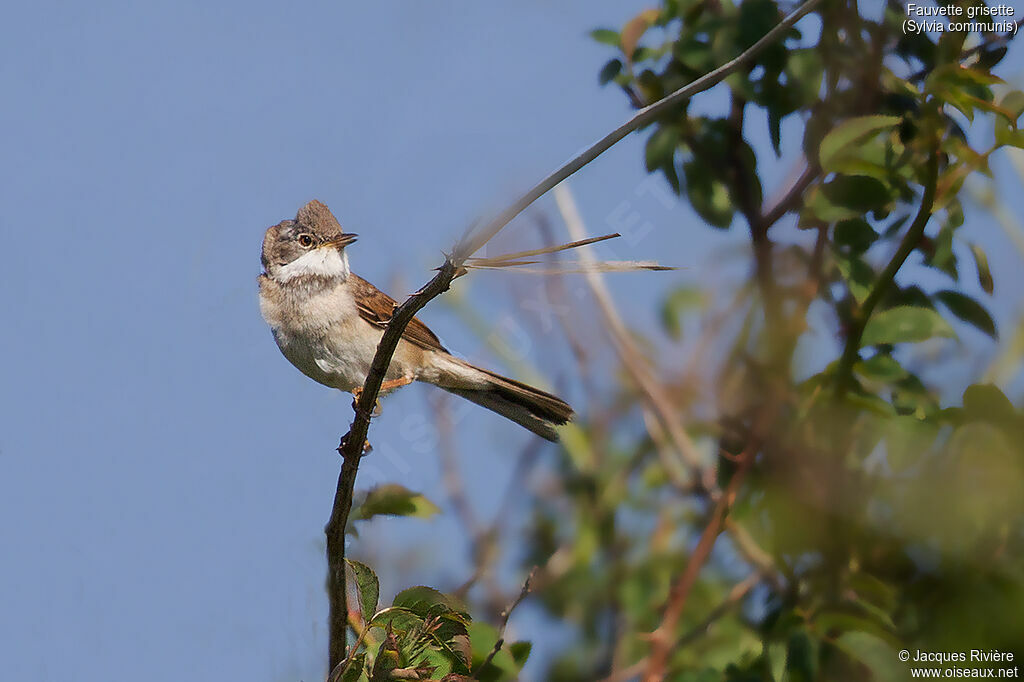 Fauvette grisette mâle adulte, chant