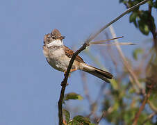 Common Whitethroat