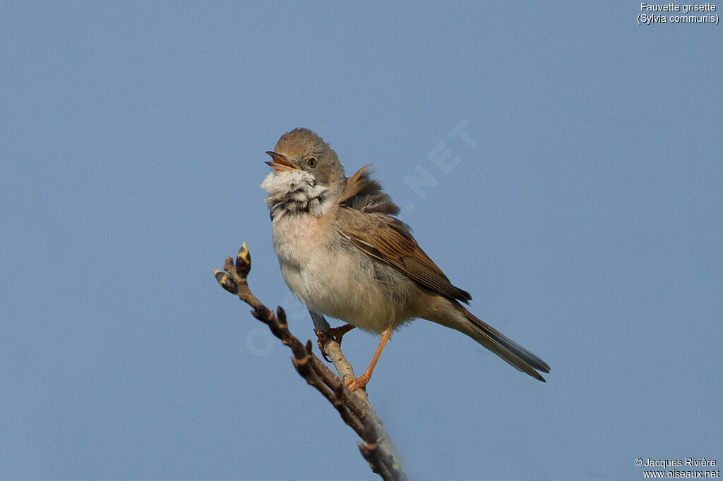 Fauvette grisette mâle adulte nuptial, identification, chant