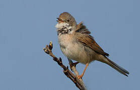 Common Whitethroat