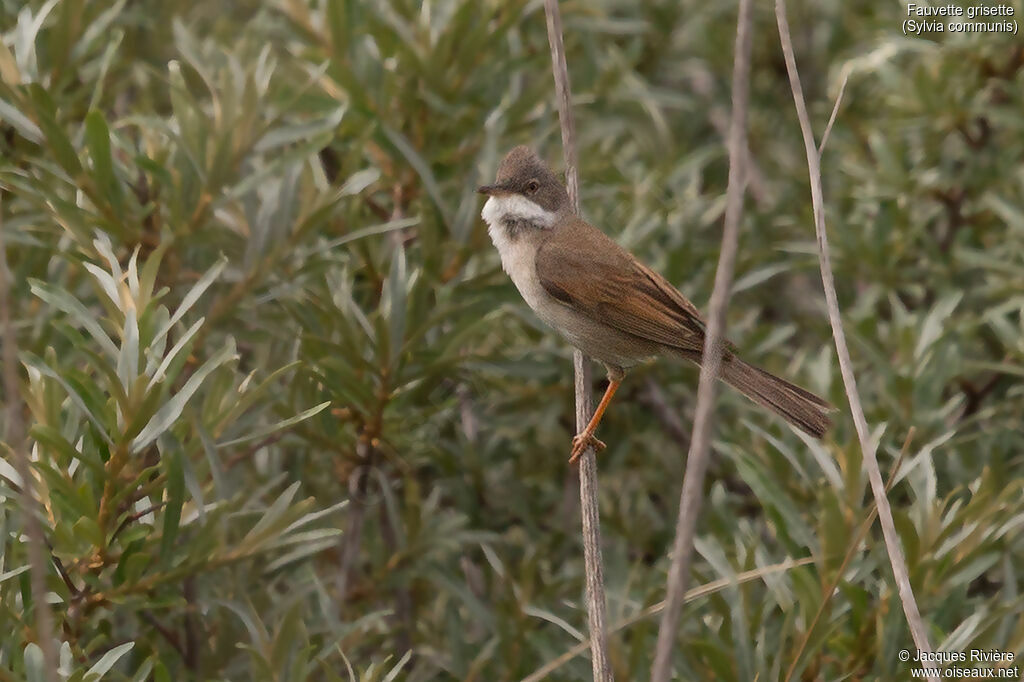 Fauvette grisette mâle adulte nuptial, identification, chant