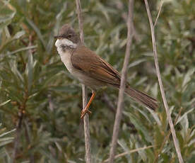 Fauvette grisette