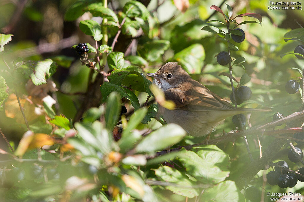 Common Whitethroat male adult post breeding