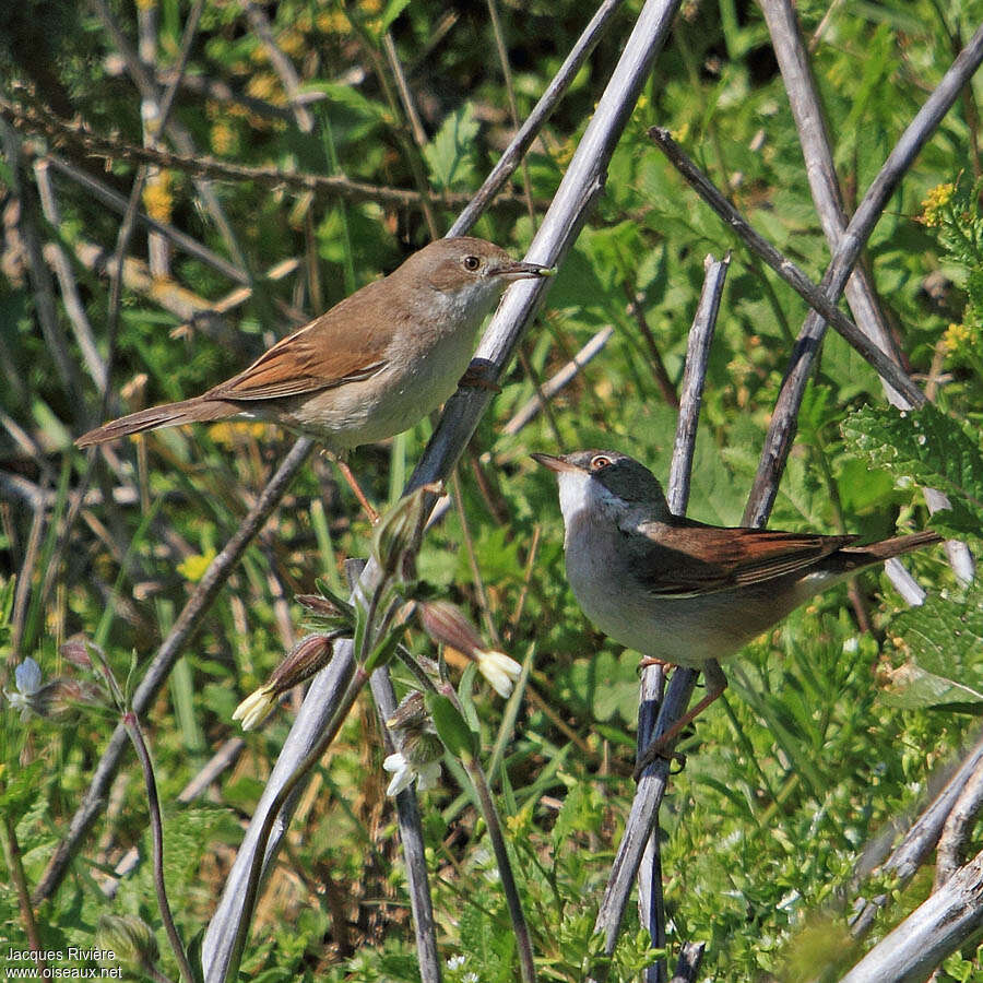 Fauvette grisetteadulte nuptial, habitat, pigmentation