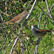 Common Whitethroat