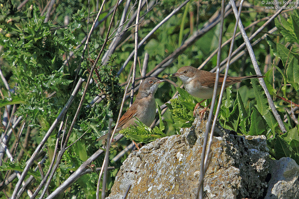 Common Whitethroat adult breeding