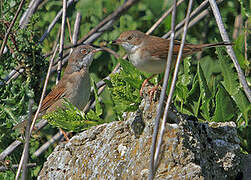 Common Whitethroat