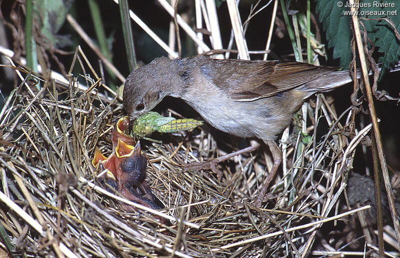Common Whitethroat, feeding habits, Reproduction-nesting