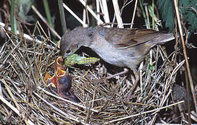 Common Whitethroat