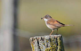 Common Whitethroat