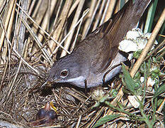 Common Whitethroat