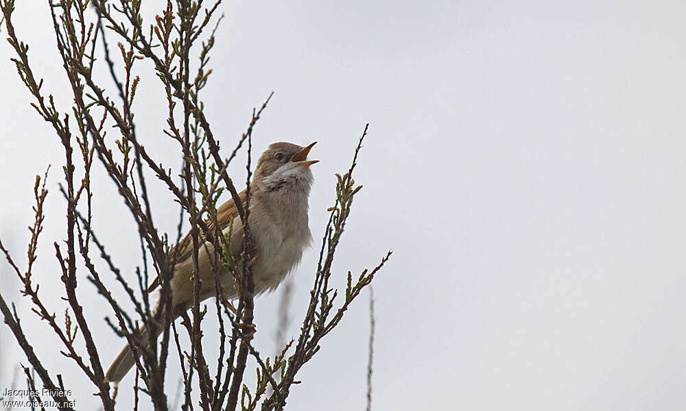 Common Whitethroat male adult breeding, song