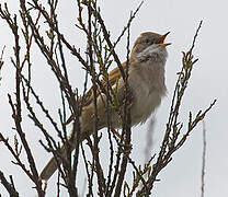 Common Whitethroat