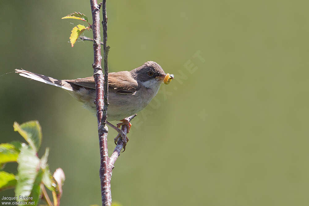 Common Whitethroat male adult breeding, feeding habits