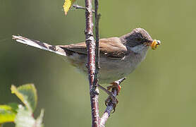 Common Whitethroat