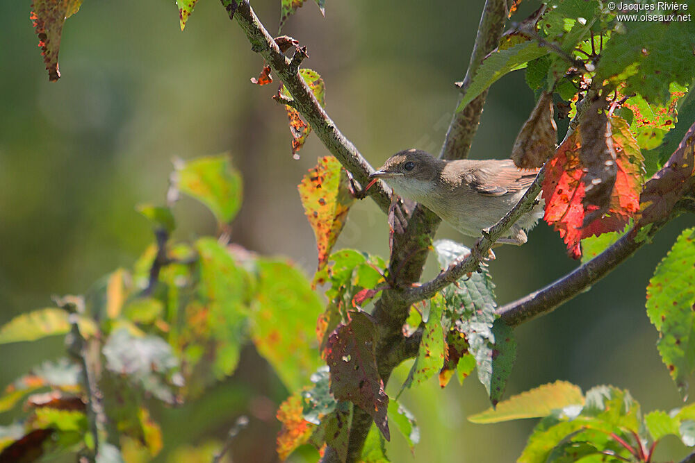 Common Whitethroatjuvenile