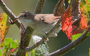 Common Whitethroat