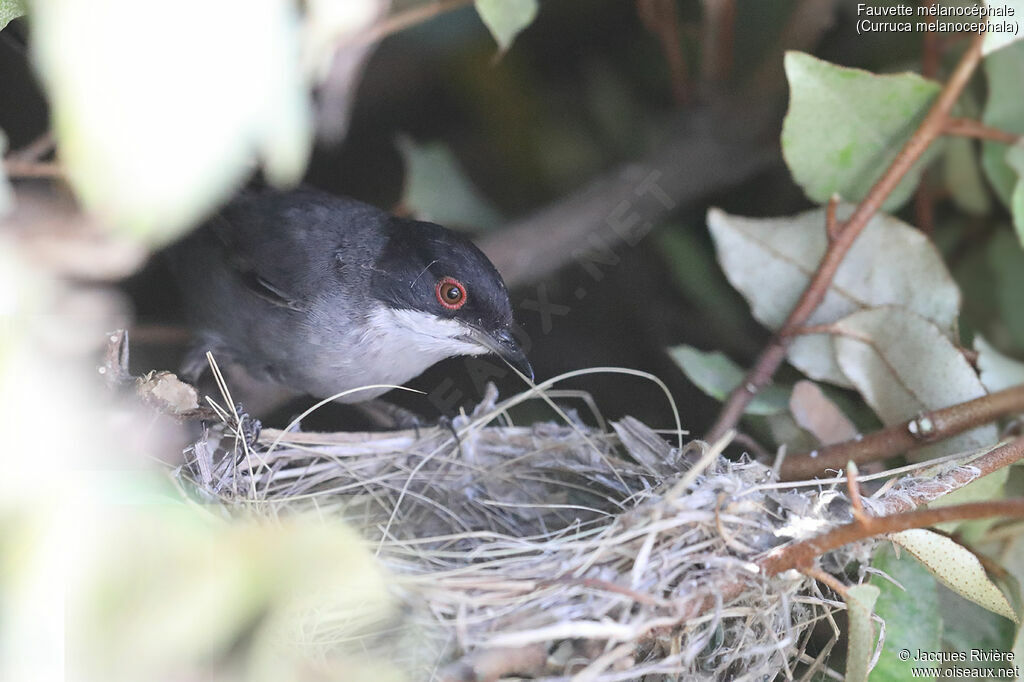 Sardinian Warbler male adult breeding, Reproduction-nesting