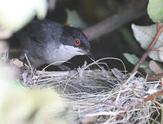 Sardinian Warbler