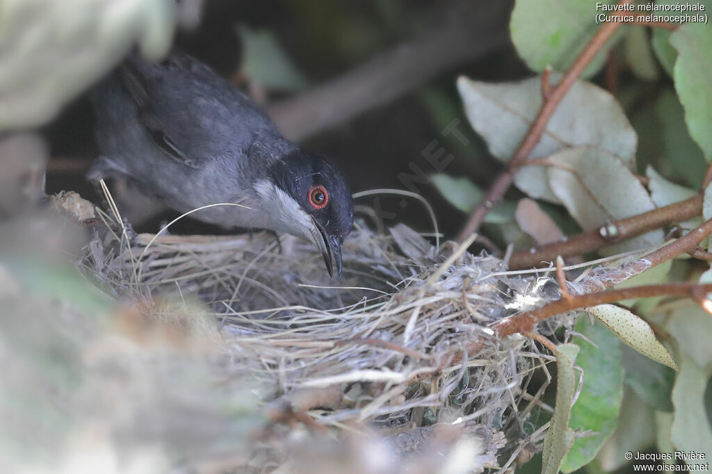 Sardinian Warbler male adult breeding, identification, Reproduction-nesting