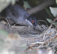 Sardinian Warbler