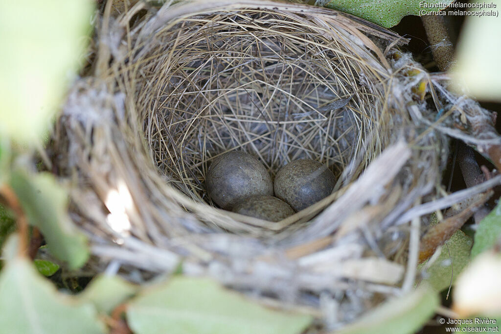 Sardinian Warbler, identification, Reproduction-nesting