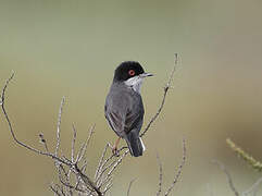 Sardinian Warbler