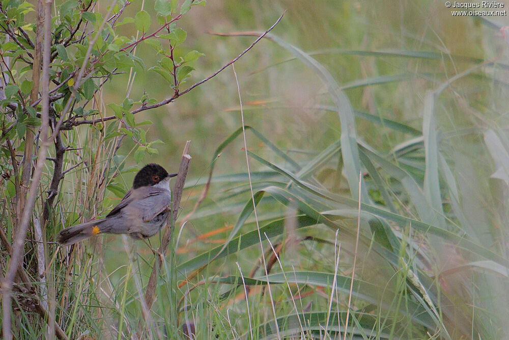 Sardinian Warbler male adult breeding