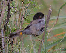 Sardinian Warbler