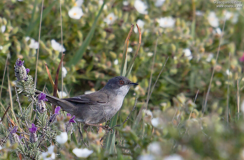 Sardinian Warbler female adult breeding