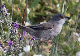 Sardinian Warbler