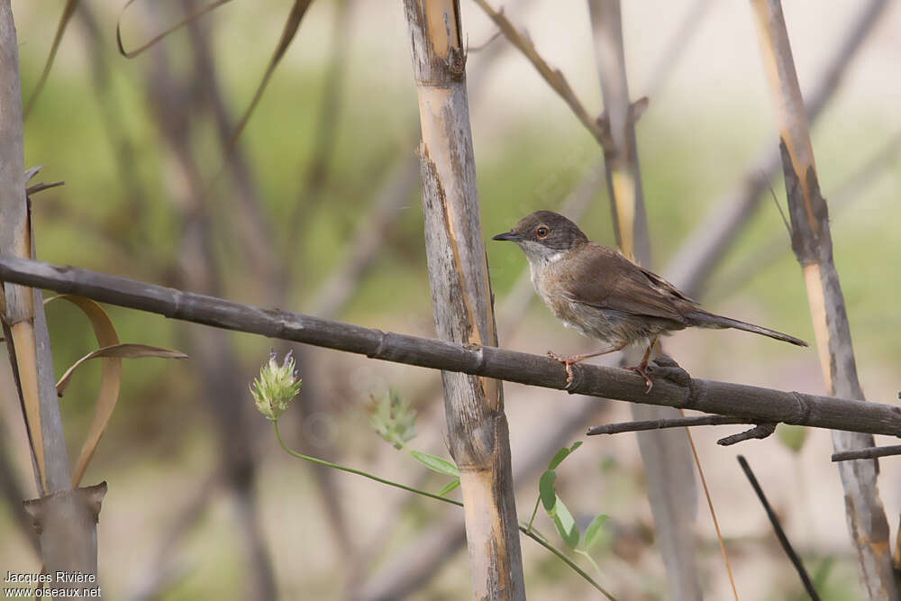 Sardinian WarblerFirst year, moulting