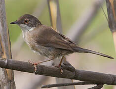 Sardinian Warbler