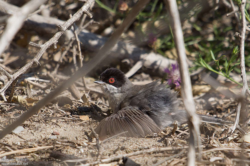 Sardinian Warbler male adult breeding, care