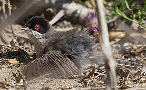 Sardinian Warbler