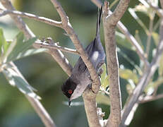 Sardinian Warbler