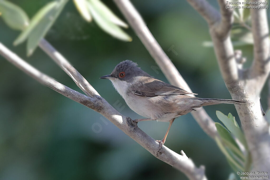 Sardinian Warbler female adult breeding, identification