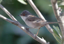 Sardinian Warbler