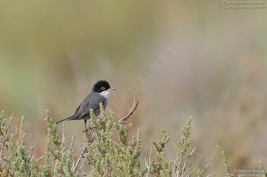 Sardinian Warbler male adult, identification