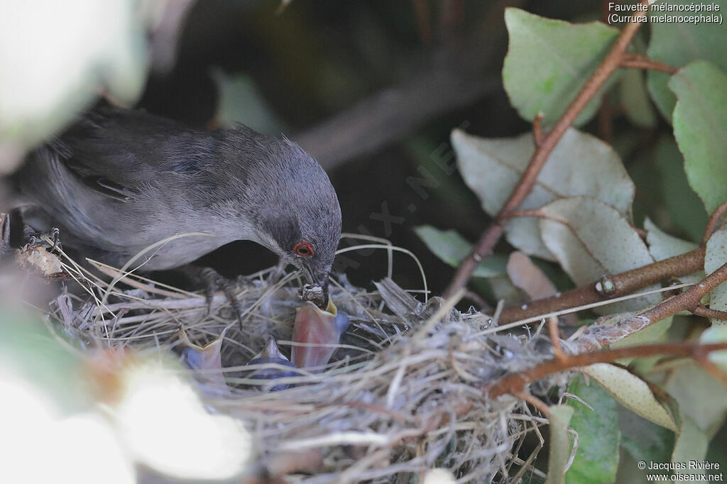 Sardinian Warbler female adult breeding, identification, Reproduction-nesting