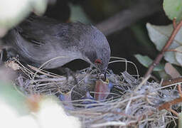 Sardinian Warbler