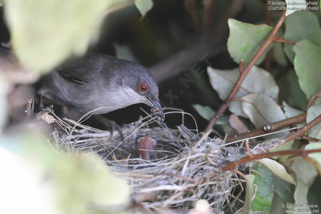 Sardinian Warbler female adult breeding, identification, Reproduction-nesting