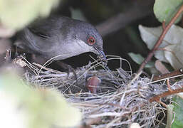 Sardinian Warbler