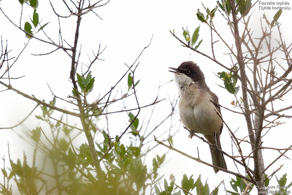 Fauvette orphée mâle adulte nuptial, identification, chant