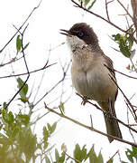 Western Orphean Warbler